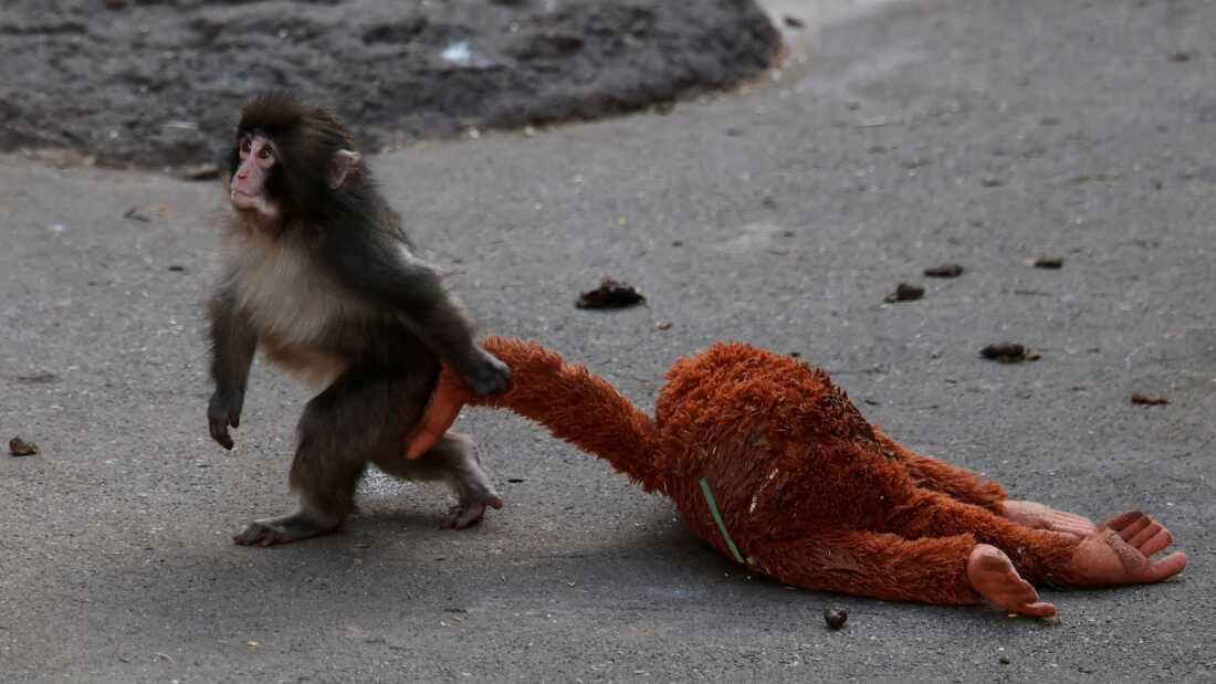 A monkey in Japan, rejected from his family and the monkeys surrounding him, known for carrying around his plush monkey
