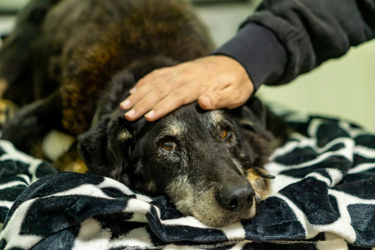 The Ethical Dilemma of Putting Down a Pet